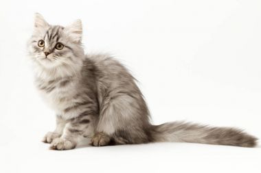 Beyaz arka plan üzerinde oturan uzun saç yavru kedi