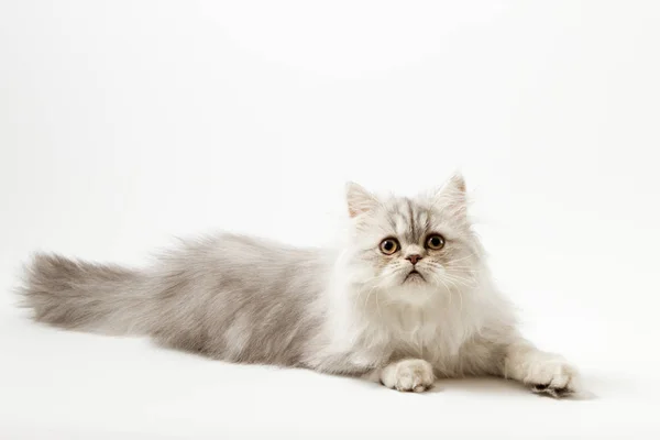 Long hair kitten lying on white background — Stock Photo, Image