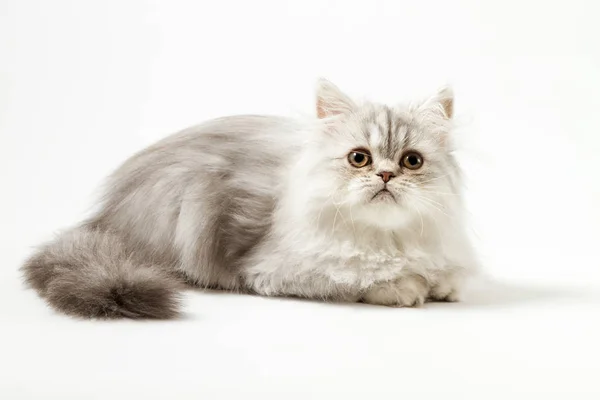 Uzun saç yavru kedi beyaz arka plan üzerinde yalan