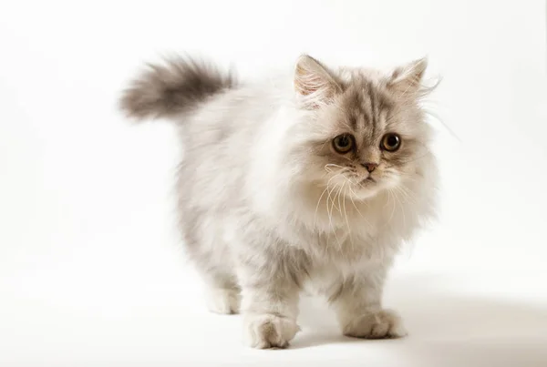 Шотландский прямой котёнок с четырьмя ногами. — стоковое фото
