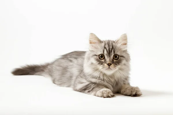 Gattino capelli lunghi sdraiato su sfondo bianco — Foto Stock