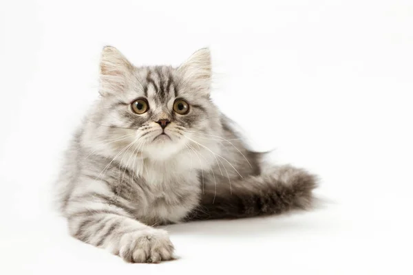 Dlouhé vlasy kotě ležící na bílém pozadí — Stock fotografie