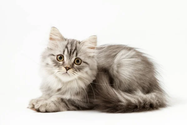 Gattino dai capelli lunghi seduto su sfondo bianco — Foto Stock