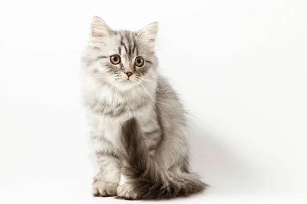 Длинные волосы котенок сидит на белом фоне — стоковое фото