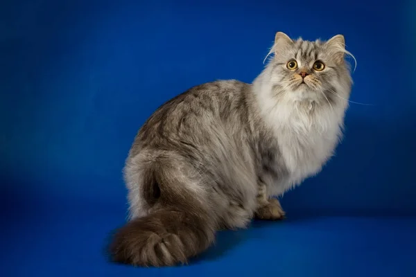 青色の背景の上に座って長い髪子猫を発見スコットランドまっすぐシルバー タビー ロイヤリティフリーのストック画像