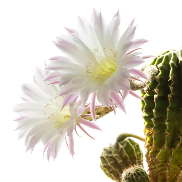 Primo Piano Una Bella Seta Rosa Tenera Echinopsis Lobivia Fiore Foto Stock