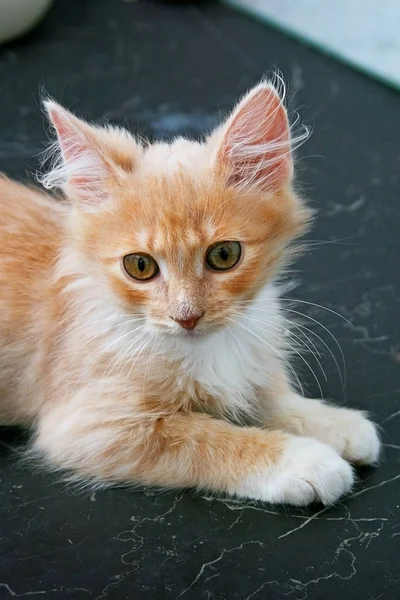 Gatinho vermelho — Fotografia de Stock