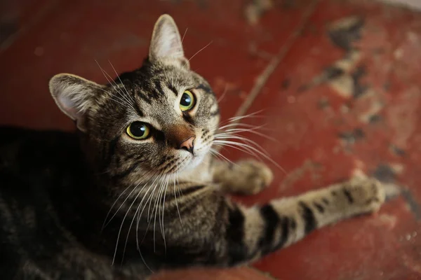 Gato de Tabby — Foto de Stock