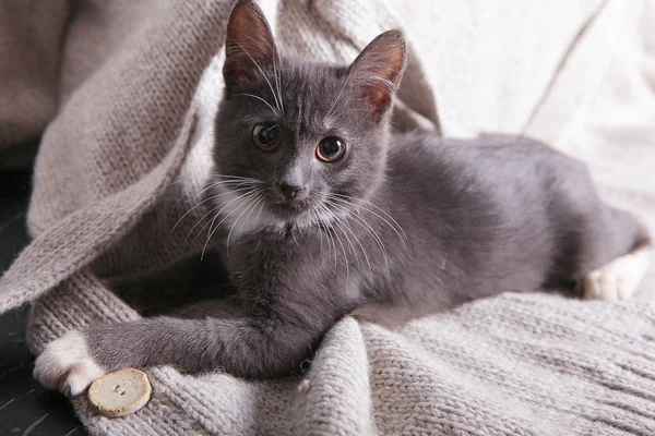 Grijze kitten — Stockfoto