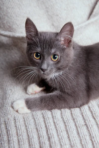 Grijze kitten — Stockfoto