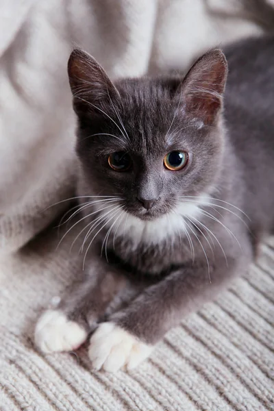 Szary kotek — Zdjęcie stockowe