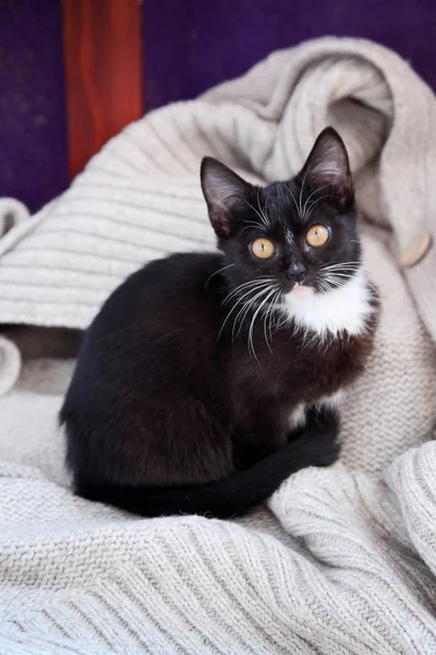 Gatito blanco y negro — Foto de Stock