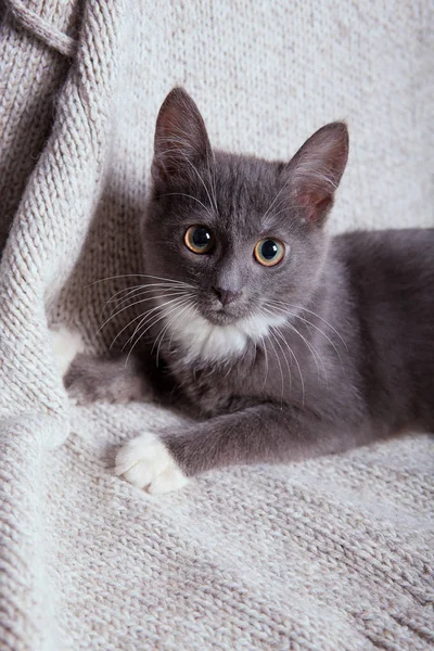 회색 새끼 고양이 로열티 프리 스톡 이미지