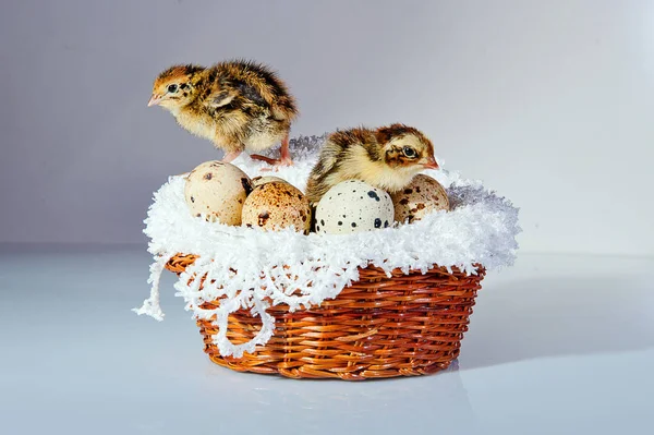 Quail chicks — Stock Photo, Image