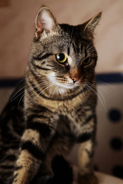 Pisica Tabby — Fotografie, imagine de stoc