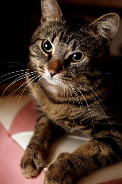 Pręgowany kot — Zdjęcie stockowe