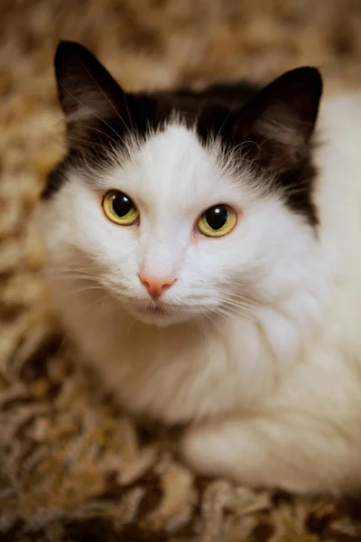 Gato blanco — Foto de Stock