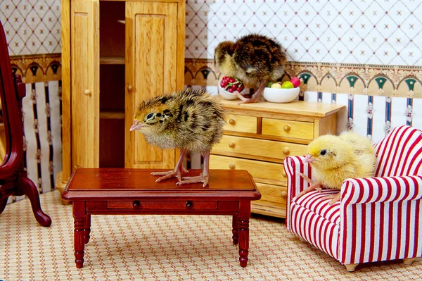 Quail chicks — Stock Photo, Image