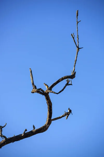 Суха Гілка Дерева Маленькою Пташкою Ній Явному Блакитному Фоні Неба — стокове фото