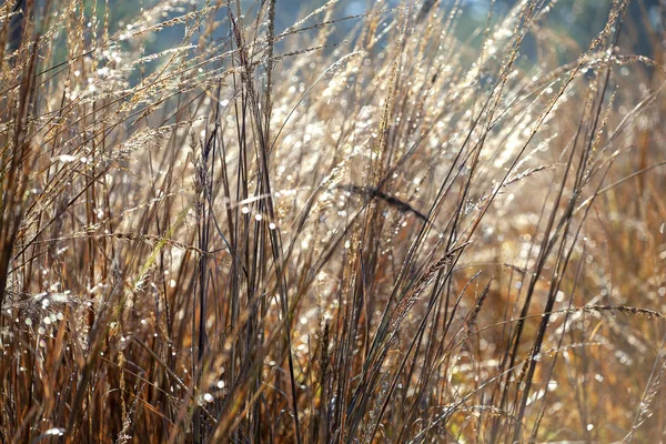 Trockenes Gras Morgen Mit Tau Bedeckt — Stockfoto