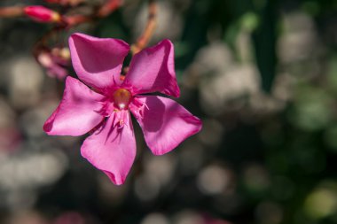 Mavili arka planda pembe bir neryum zakkum çiçeği..