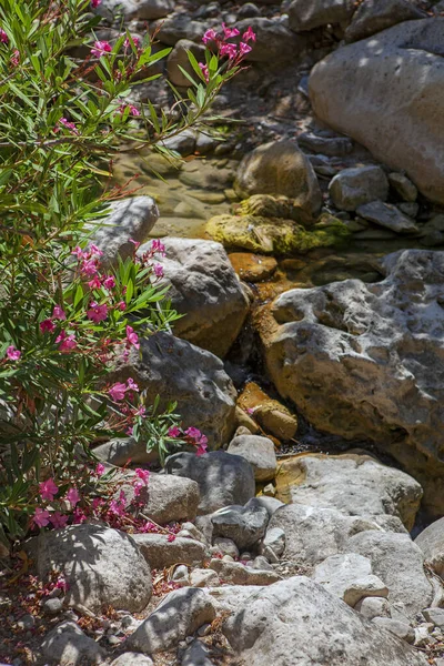 Una Primavera Tra Rocce Cipro Montagne — Foto Stock