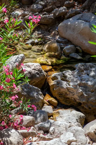 キプロスの山の岩の間の春 — ストック写真