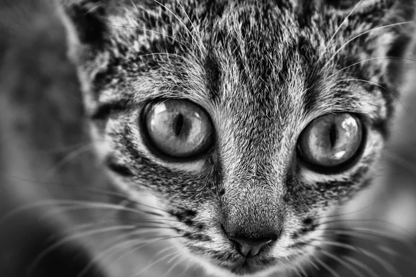 Gri kedi yavrusu çok büyük gözlü portresi