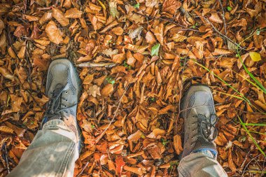 Bot arka planda sarı sonbahar yaprakları