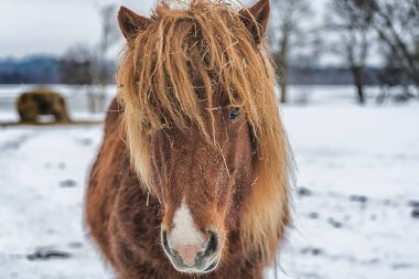 Atış meşin bir at kameraya bakıyor Gözlerin yukarı kapatın.