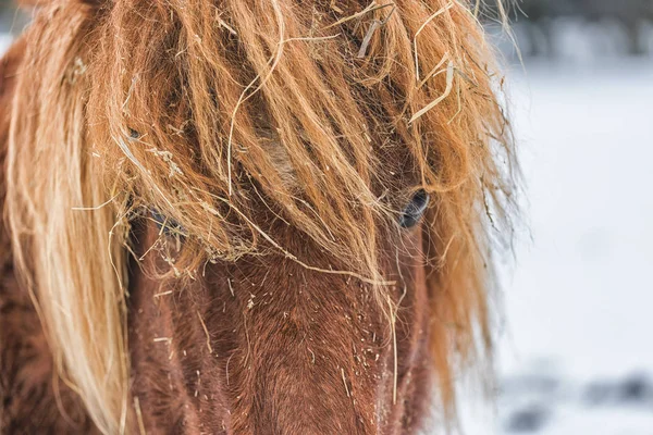 Nära upp skott av ögonen på en roan häst tittar på kameran. — Stockfoto