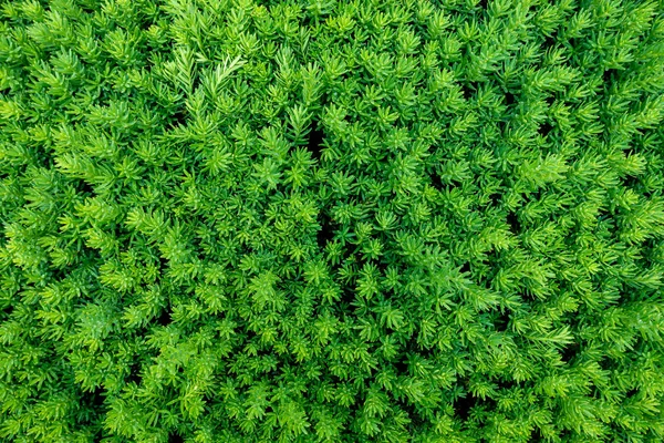 Detailed view of the wet moss texture — Stock Photo, Image