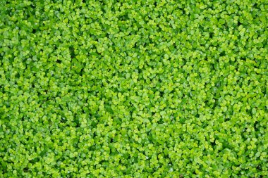 Ördek otu, suyun üzerindeki küçük bir su bitkisi arka plan ya da doku olarak kullanılabilir.