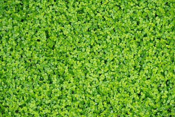 Ördek otu, suyun üzerindeki küçük bir su bitkisi arka plan ya da doku olarak kullanılabilir.