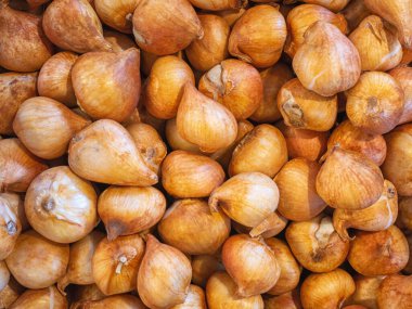 Sepetteki sarı soğan soğanı deseni