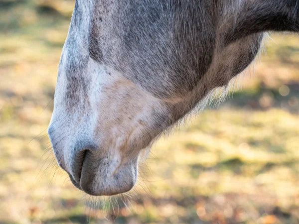 Een Prachtig Gedetailleerd Portret Van Een Paard Gevangen Het Zonsondergang — Stockfoto