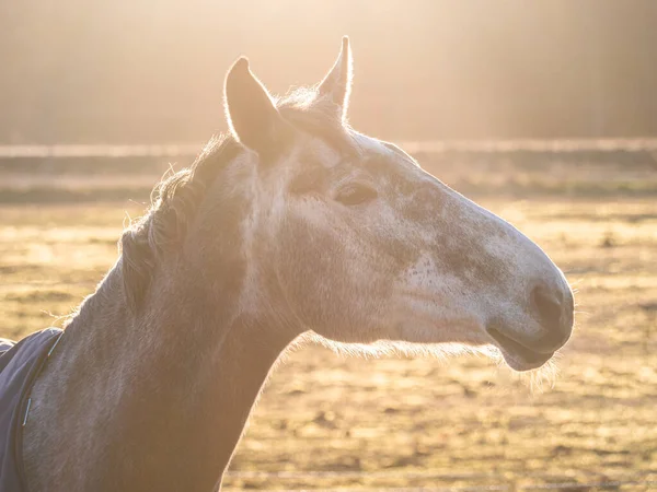 Un maravilloso retrato detallado de un caballo capturado bajo la luz del sol. Colores cálidos. — Foto de Stock