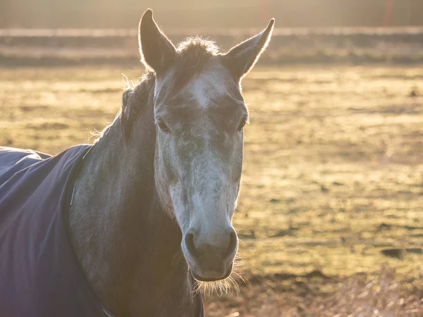 Un maravilloso retrato detallado de un caballo capturado bajo la luz del sol. Colores cálidos. —  Fotos de Stock