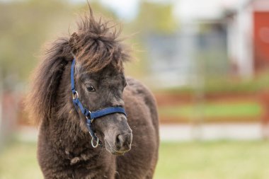 Şirin kahverengi Shetland tayının resmi. Sevimli genç hayvan..