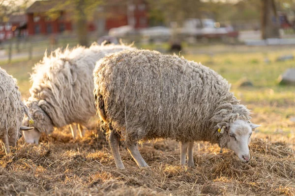 Image of sheep on the coutry side farm during sunset — Stock Photo, Image