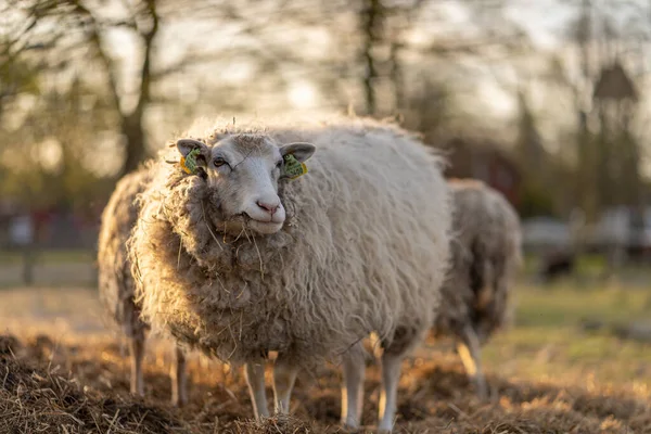 Obraz owiec w gospodarstwie po stronie kraju podczas zachodu słońca — Zdjęcie stockowe