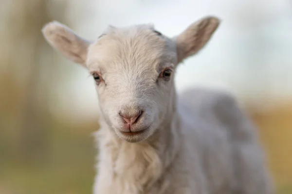 Image of young lamb on a green grass during sunset — Stock Photo, Image