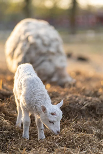 Image of young lamb on a green grass during sunset — Stock Photo, Image