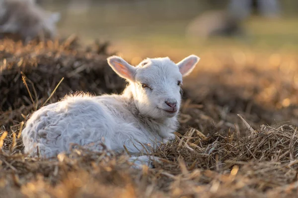 Image of young lamb on a green grass during sunset — Stock Photo, Image