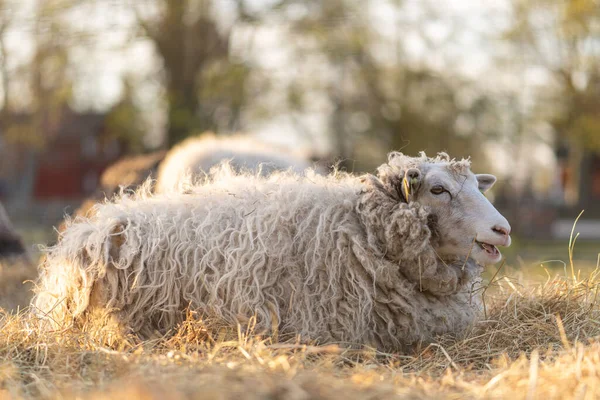 Obraz owiec w gospodarstwie po stronie kraju podczas zachodu słońca — Zdjęcie stockowe