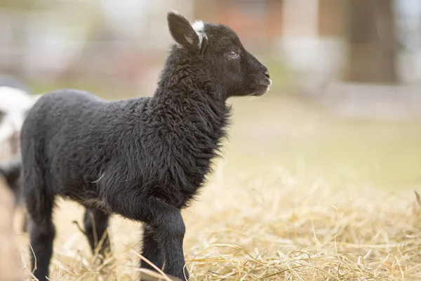 Image of young lamb on a green grass during sunset — Stock Photo, Image