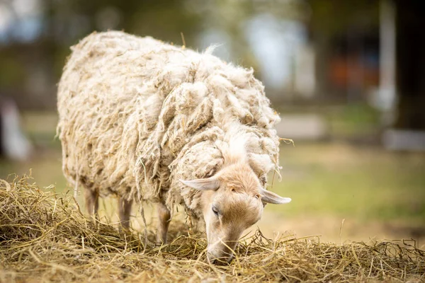 Bild av får på coutry side farm under solnedgången — Stockfoto