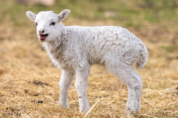 Image of young lamb on a green grass during sunset — Stock Photo, Image