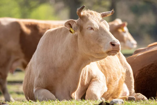 Vaca marrón en la granja en el campo —  Fotos de Stock