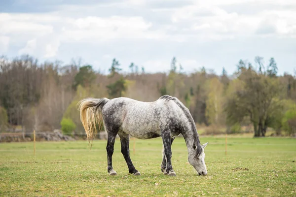 Immagine di giovane cavallo sul campo — Foto Stock